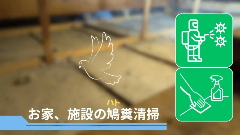 札幌市中央区の特殊清掃|ステラ清掃化学【消臭・除菌・原状回復】ページ内のお家、施設の鳩糞清掃の紹介画像