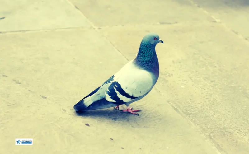 千歳市の特殊清掃｜ステラ清掃化学【消臭・除菌・原状回復】の鳩糞清掃・除菌イメージ画像